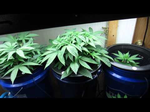 Wicked Garden Free The Bean Update!