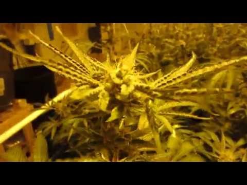 Wicked Garden Day 49. Batt died....