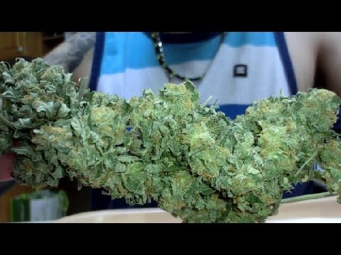 LED Grow Big Marley Autoflower Review