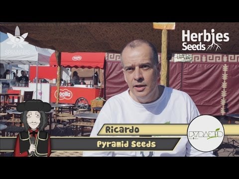 Spannabis 2014 - Pyramid Seeds