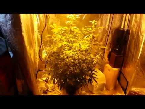 Indoor grow UPDATE! Auto Flower