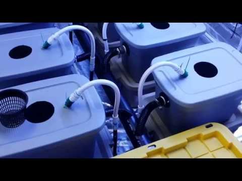 Pheno Hunt (Hydro) - Paradise Seeds Ice Cream (pt. 4)