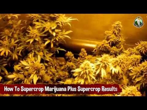 How To Supercrop Marijuana Plants Plus Supercropping Results