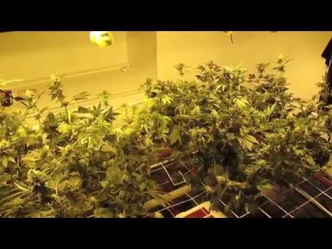 Cannabis Shampoo + Day 54 Amnesia Hydroponics