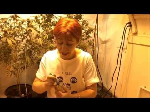 Beat The Heat! ~ How To Control Your Cannabis Grow Room Temperature In the Summer