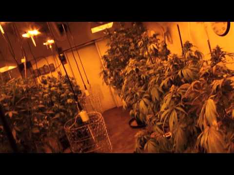 Trippy Marijuana Grow Room Footage