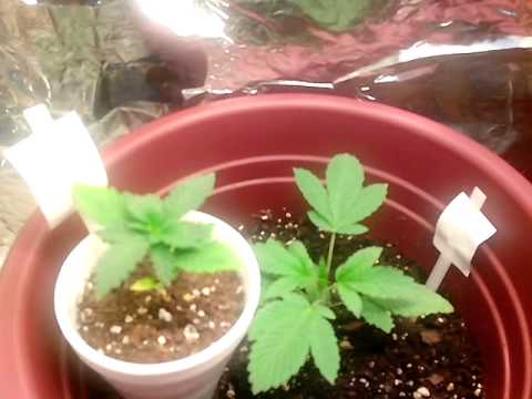 Part 19: First Time Medical Grow ( TOP CHUBBY? )