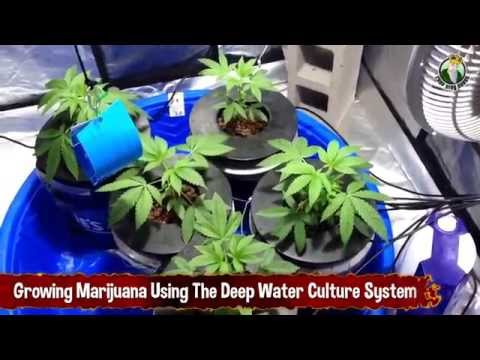 Growing Marijuana Using The Deep Water Culture System (DWC)