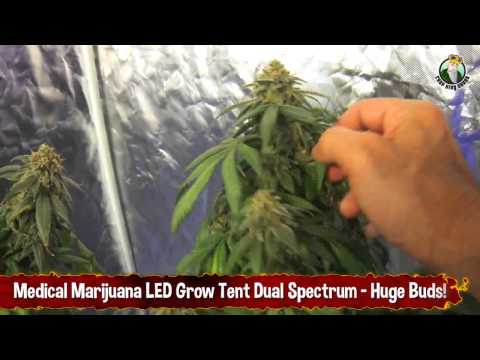 Medical Marijuana LED Grow Tent Dual Spectrum - Huge Buds!