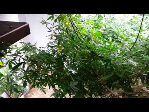 MEDICAL MARIJUANA VEGETATION ROOM
