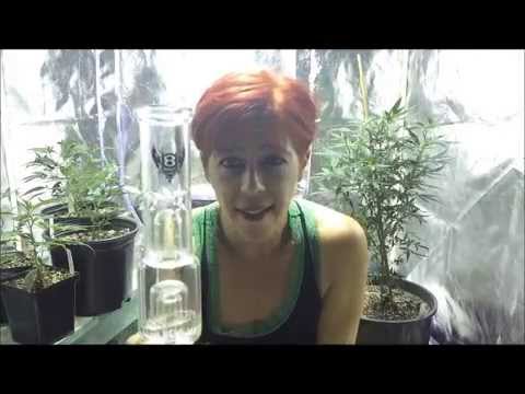 Smoking In The Grow Room?! ~ The Risks & Benefits