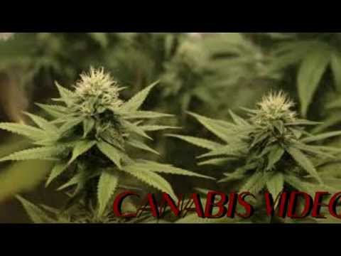 Coming Soon Cannabis Videos