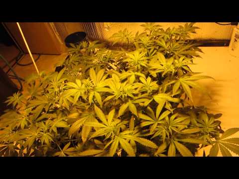 Wicked Garden Day 7 Free The Bean Flower & Pheno Finding/Breeding