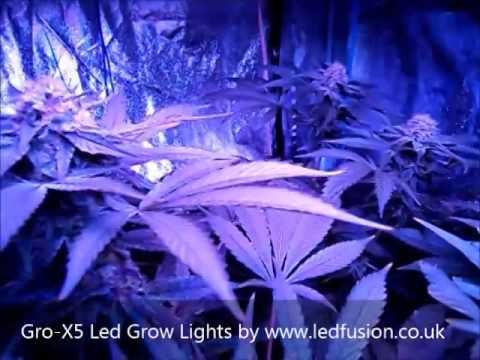 5w led grow light   Gro X5 Led Grow Lights   Day 28