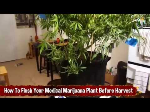 How To Flush Your Medical Marijuana Plant Before Harvesting Your Weed