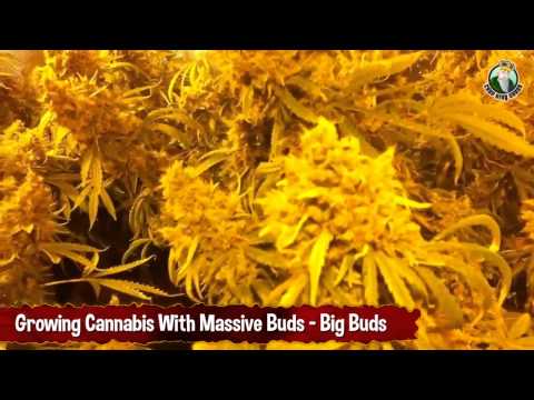 Growing Cannabis With Massive Buds - Huge Marijuana Colas, Giant Nugs, Big Buds