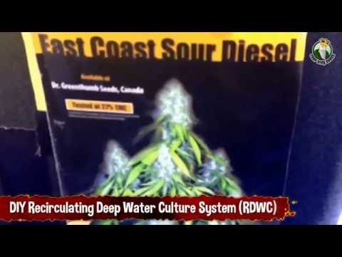 Do It Yourself Recirculating Deep Water Culture System (RDWC)
