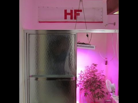 Herbin Farmer - New White Widow Veg Room