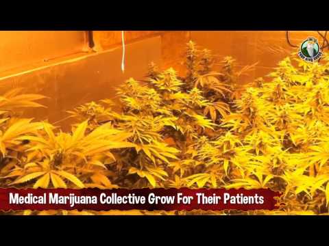Medical Marijuana Collective Grow For Their Patients