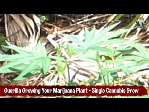 Guerilla Growing Your Marijuana Plant - Single Cannabis Grow