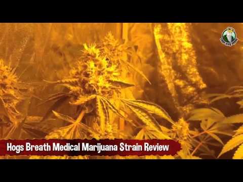 Hogs Breath Medical Marijuana Strain Review And Talking About Powder Mildew And Spider Mites