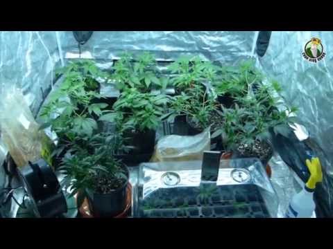 Atomic Northern Lights Cannabis Strain and Crop King Seeds Feminized in Week 2 Vegetative