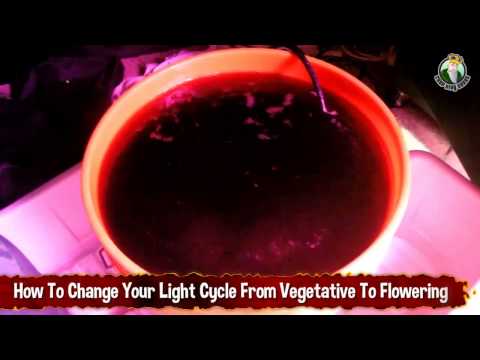 How To Change Your Light Cycle From Vegetative To Flowering For Medical Marijuana Plants