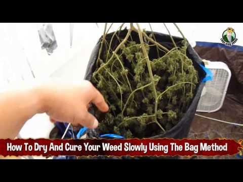 How To Dry And Cure Your Weed Slowly Using The Bag Method