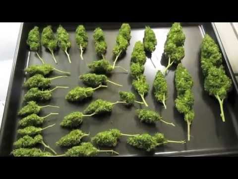 Herbin Farmer - White Widow Harvest