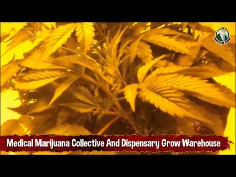 Medical Marijuana Collective and Dispensary Grow Warehouse 4 Plants in Flower