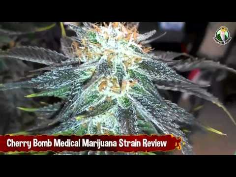 Cherry Bomb Medical Marijuana Strain Review - Growing Weed