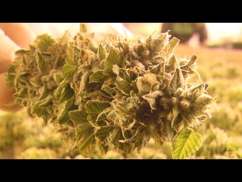 Trimming Cannabis Trees in BC