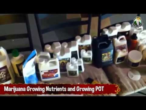 Lots of Weed Growing Nutrients, Nutrient Samples and Growing POT