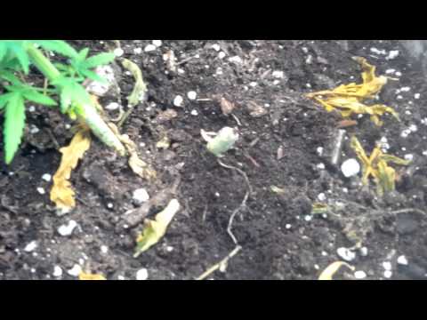 Mauiwaui+bluecheese day 14 flowering