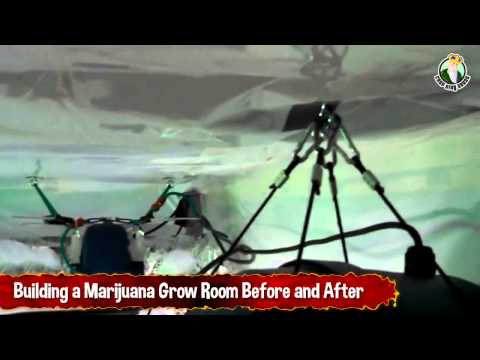 Building a Marijuana Grow Room Before and After Plus Bud Shots of Purple Buds