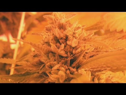 Thrifty Trimming & Beautiful Buds