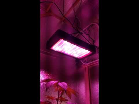 Flower and veg room.