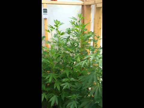 Greenhouse medical marijuana grow