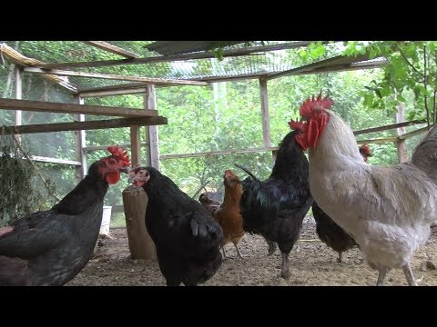 Man of the Land -   Chad's Place