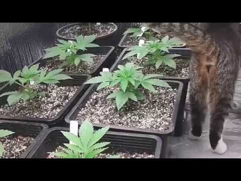 laplata labs 2.5 weeks from seed