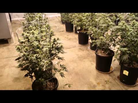 12,000 watt flower room..Week 4