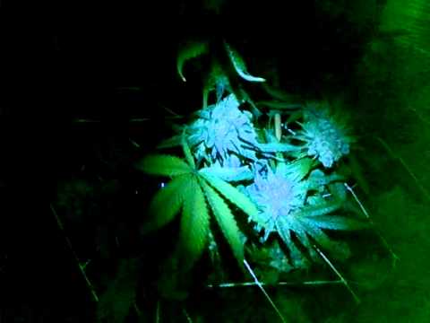 night time bud shots of the lime slurpee chernobyl and blue cheese