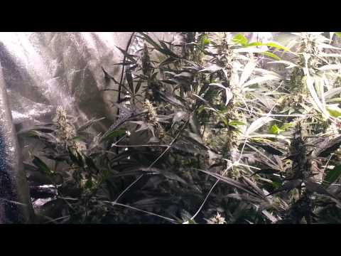 Day 27 main room update