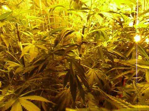 my weed grow room 2014