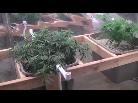Green Ninja's Next Indoor Organic CFL Medical Marijuana Grow Part 8...Super-crop 24h later.