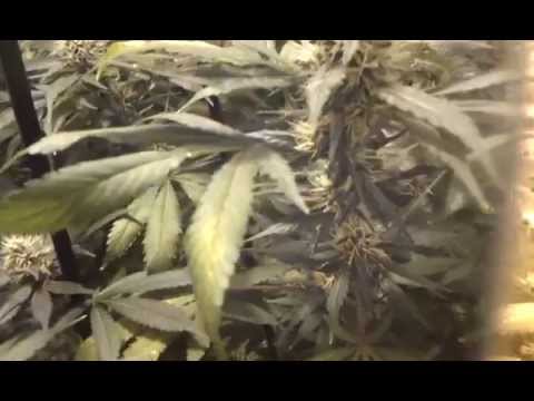 Day51 Lumiis grow room shades