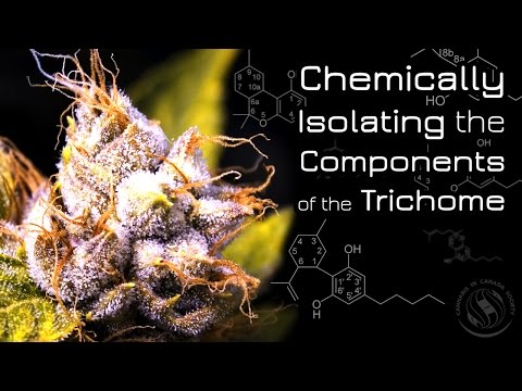 Dr. Mehrdad Barghian: Chemically Isolating the Components of the Trichome
