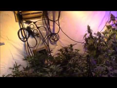 A LOOK AT THE GROW AREA