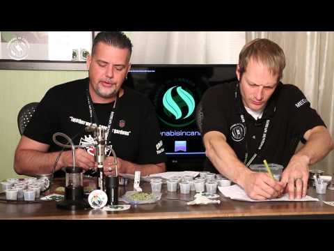Judging 27 Cannabis Strains at the Saskatoon Prairie Medicinal Harvest Cup