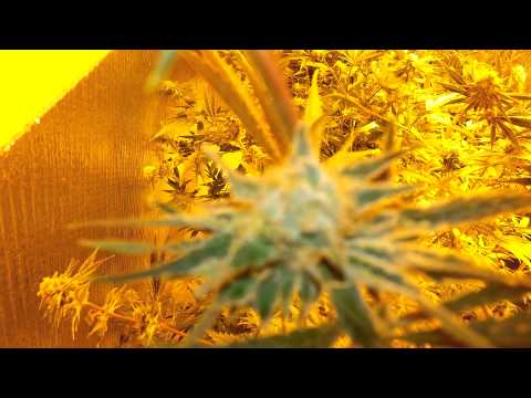 Veg & Flower Rooms Updated Nov. 12